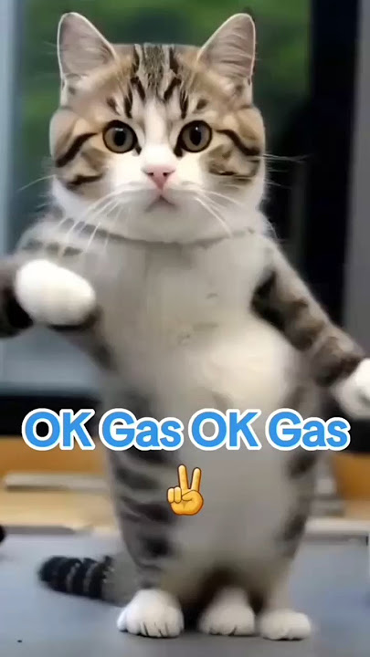 KUCING GEMOY JOGET OKE GAS #shorts