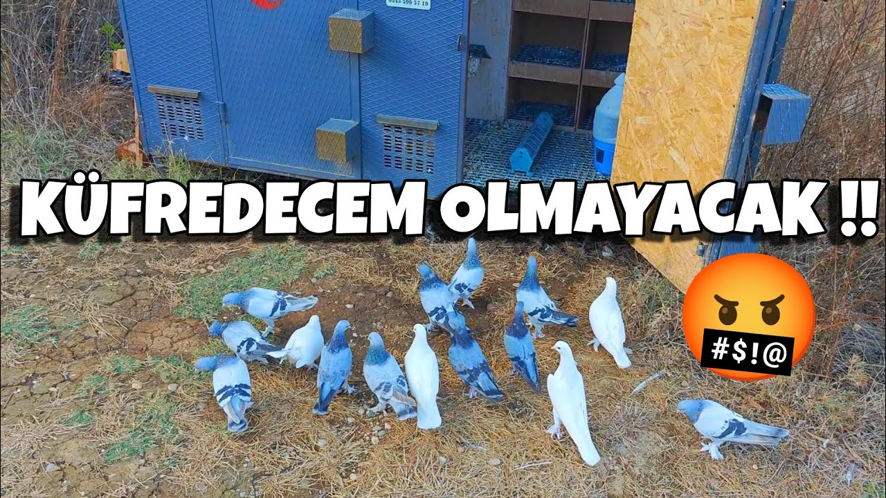 ALLAH BELANI VERMESİN SENİN ARTIK YA‼️#oyunkuşu #güvercin #taklacıgüvercin #pigeon #mardinoyunkuşu