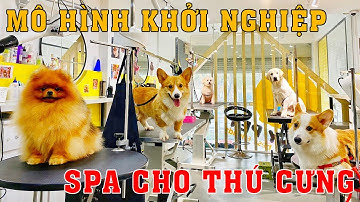 Mô hình kinh doanh SPA CHO THÚ CƯNG một vốn bốn lời | dinhcuhanoi.com