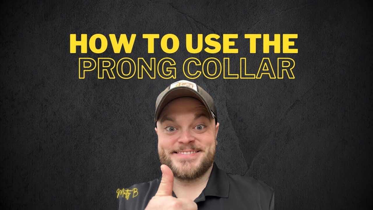 How to Use the 2.25mm Herm Sprenger Prong Collar - YouTube
