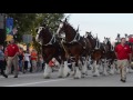 The World Famous Budweiser Clydesdales at the 2016 Morton Pumpkin Festival