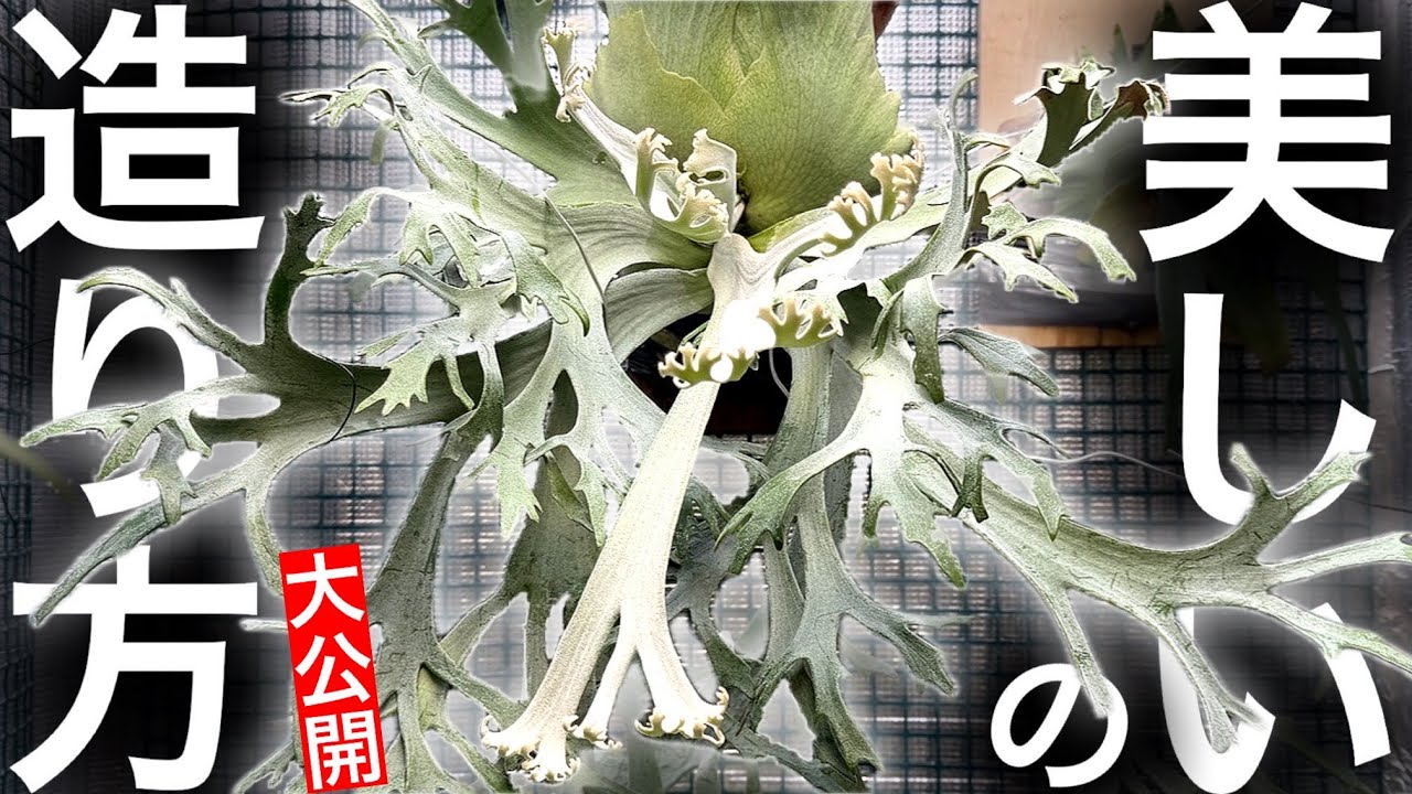 【絶対知るべき】ビカクを誰よりも