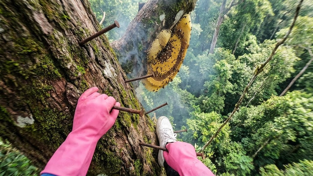 extreme wild honey hunt harvesting 2 honeycombs from a... INSANE Honey Hunt: Climbing a Massive Tree Step by Step for Wild Honey ...