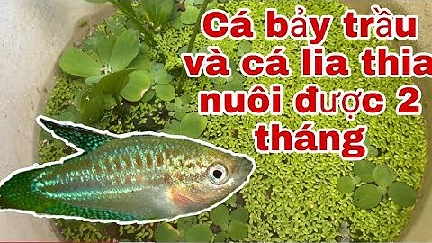 Nuôi cá bảy trầu và cá lia thia nuôi được 2 tháng | Cá cảnh TN