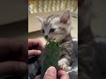 Котёнок vs Огурец 😲 #shorts