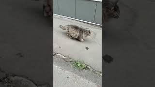 #кот #коты #кошка #кошки #cat #cats