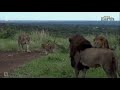 Wild Earth ~  Mom with cubs  warns Male Lions