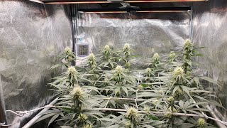 Big Bud, Cookies Gelato & Orange Juice Garden Update #1