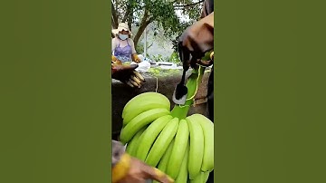 Cutting Bananas from the Bunch #Tools #Efficiency #Farming