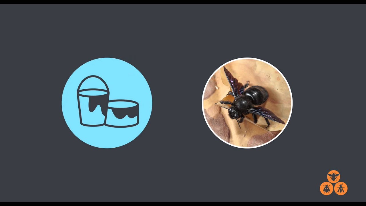 Bees, & Wasps Homeowner's Guide to Pest Control YouTube