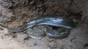 Cuộc Sống Dân Dã/Đi Đào Hang Bắt Rắn Bông Súng Ngoài Đồng/catch giant water lily snake