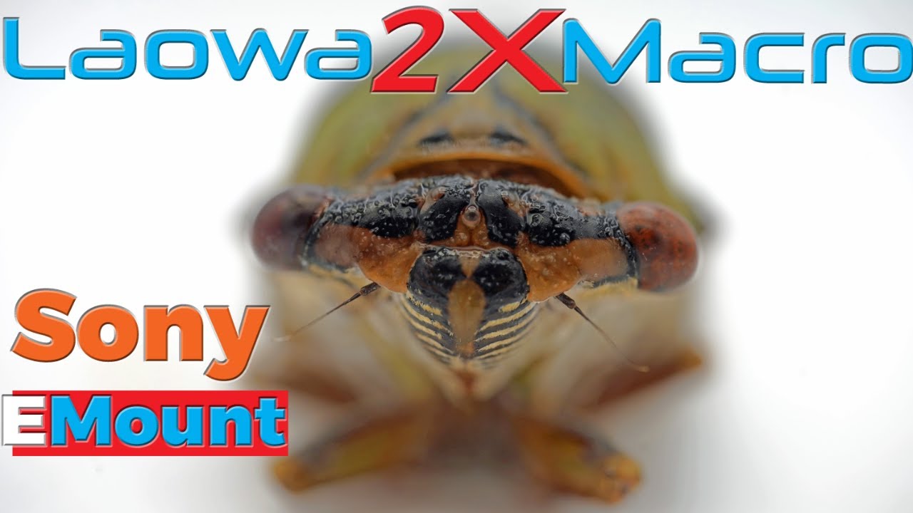laowa-100mm-2x-ultra-macro-sony-e-mount-best-sony-macro-lens-in-2019