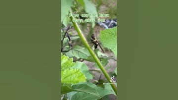 Wasps CAN be our friends …sometimes! Does anyone know what this is? #wasp #bees #pollinators