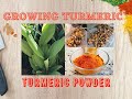 How to Grow Turmeric and make turmeric powder