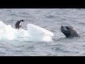 Leopard Seal vs Penguin Chick - Nature is amazing!