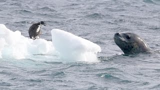 Leopard Seal vs Penguin Chick  Nature is amazing!
