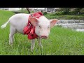 土手でのお散歩が楽しすぎたミニブタがこうなったw【94日目】