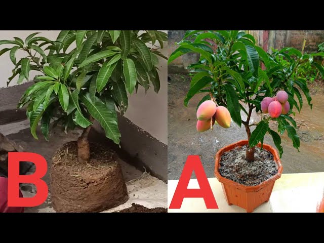 How to Grow Bonsai Fruit Trees