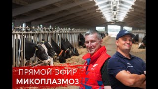 Признаки микоплазмоза у КРС. Как диагностировать и в чем опасность заболевания. Прямой эфир.