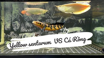 THẢ CÁ LÓC KIỂNG - YELLOW SENTARUM VÀO HỒ CÁ RỒNG