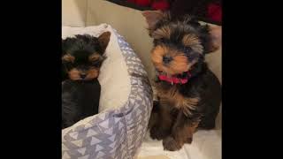 Yorkie puppies 8 weeks old