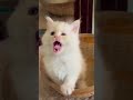 Kitten video