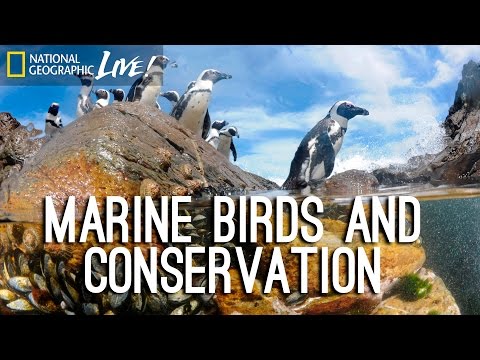 Video: What Birds Are Marine