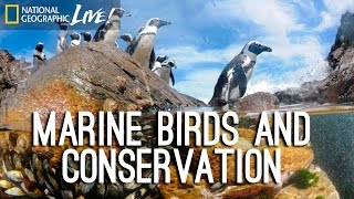 Photographing our Seas: Marine Birds and Conservation | Nat Geo Live