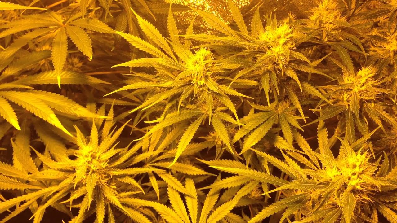 Pre 98 bubba,LVBK,purple dream,SSSDH day 42 flower