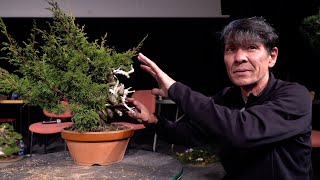 Koji Hiramatsu creates a Shohin Bonsai