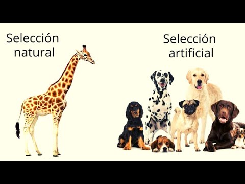 Vídeo: Diferencia Entre Selección Natural Y Selección Artificial