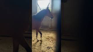 Barn shenanigans #Northstar equestrian center