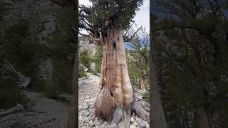 Everything I did in Great Basin National Park in 24 hours