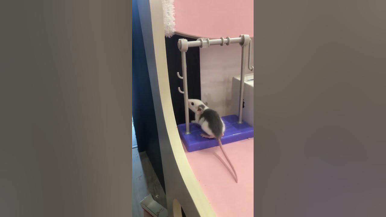 Крысик ️🐀 - YouTube
