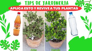 TIPS DE JARDINERIA - Aplica esto y REVIVE a tus PLANTAS.