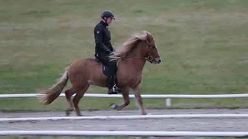 IS2010256285 – Stör frá Steinnesi