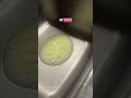 Garbage disposal cleaner tablets #garbagedisposal
