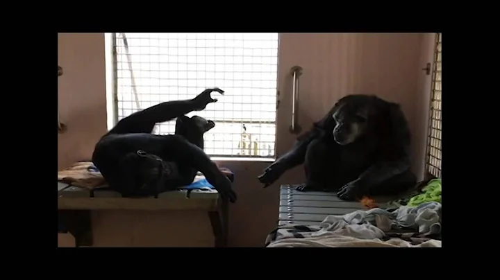 Chimpanzees, Terry & Jeannie Holding Hands - Save ...