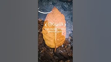#القرآن_الكريم #quran  تلاوة من سورة عبس بصوت طارق محمد