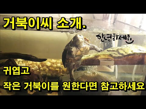 [#거북이씨​]  거북이씨 자기소개 한번 하겠습니다.   귀엽고 작은 거북이를 원한다면 참고하세요~