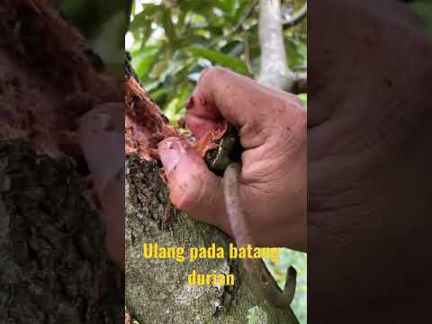 Video: Mengapa ulat kanker menggantung di pohon?