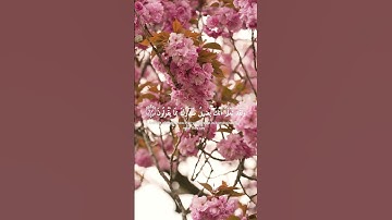 اجمل تلاوة هادئة تريح القلب والعقل(إِنَّا كَفَيْنَاكَ الْمُسْتَهْزِئِينَ) 💝