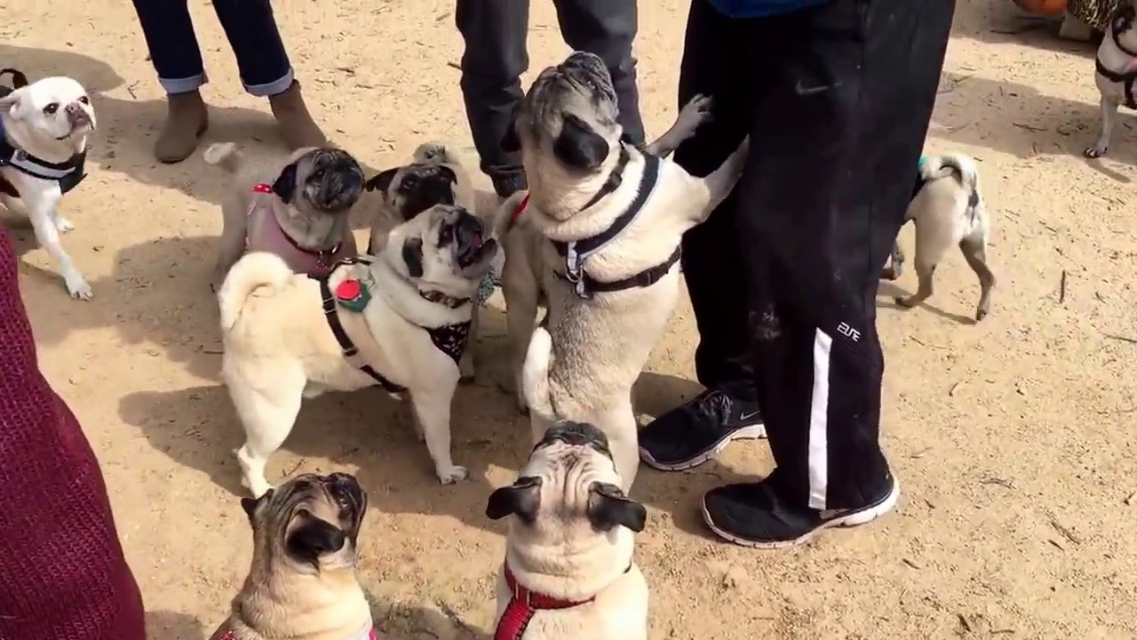 Los Angeles Pug Meetup - February 2017