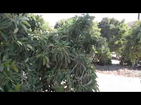 Bacon Avocado and Hass Avocado Tree Varieties