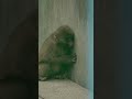 パンチくん 🐵「夕暮れ時に孤独でいじけてしまうパンチくん!誰も一緒に遊んでくれなくて、本当に可哀想です🥺」#パンチくん #shorts