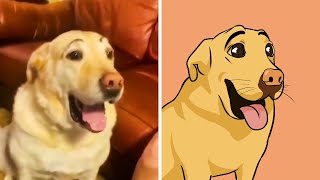 When your dog has eyebrows 🤣 Animal memes and Art