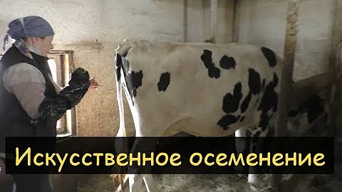 Искусственное осеменение коров/Учимся на нашей Стрекозе/Сосуд Дьюара YDS-10