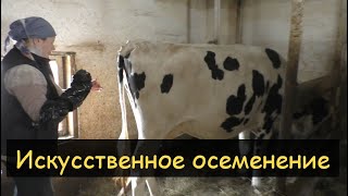 Искусственное осеменение коров/Учимся на нашей Стрекозе/Сосуд Дьюара YDS-10