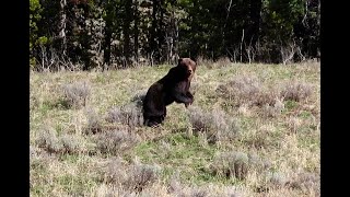 Yellowstone Grizzly Encounter offtrail, May 17, 2024