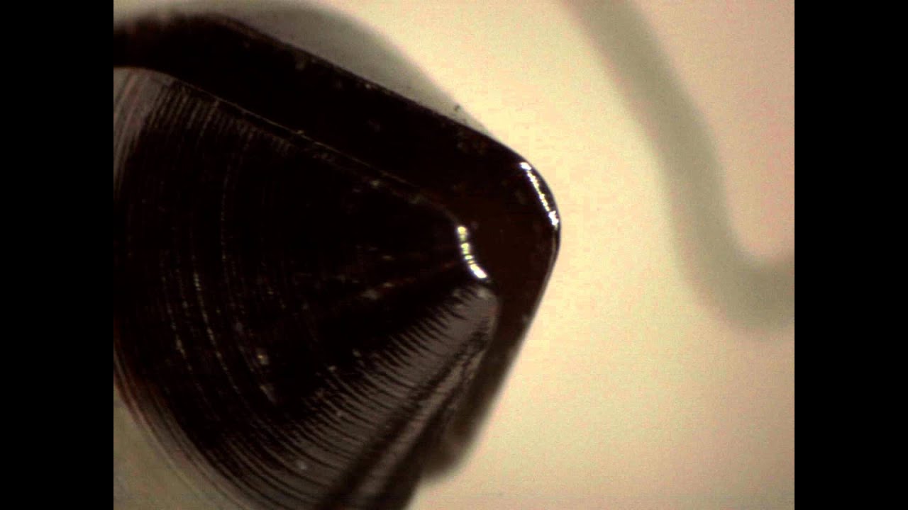 CX 3000 3D digital microscope medical device inspection